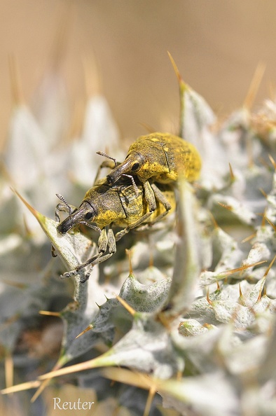 Distelrüssler (Larinus sp.)